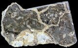 Polished Ammonite Fossil Slab - Marston Magna Marble #49603-1